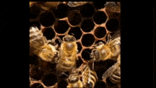 Bee Waggle Dance GIF - Bee Waggle Dance GIFs