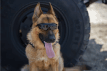 Military Dog Dinoeod GIF - Military Dog Dinoeod GIFs