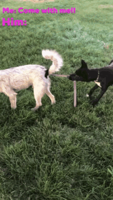 Come With Me Leashed GIF - Come With Me Leashed Run Away GIFs