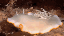 White Wonder GIF - Saltylove Hermaphrodite Nudibranch GIFs