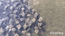 Manta Ray Ocean GIF - Manta Ray Ocean Fish GIFs