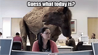 Guess What Today Is? It'S Hump Day! GIF - Today Funny Camel - Discover &  Share GIFs