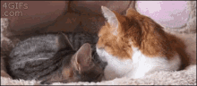 Gatinhos Só No Chamego GIF - Cat Kiss Snuggle GIFs