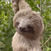 Sleepy Sloth GIF
