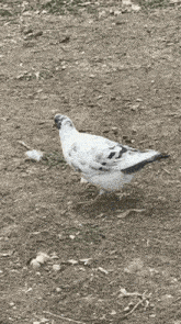 Feral Pigeon Alondra Park GIF - Feral Pigeon Alondra Park GIFs