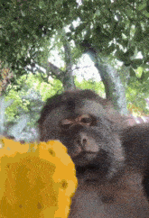 a close up of a monkey 's face with a yellow object in the foreground