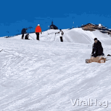 Dog Slides Down A Snowy Hill Viralhog GIF - Dog Slides Down A Snowy Hill Viralhog Sliding Down GIFs