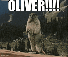 a ground squirrel standing on its hind legs with the word oliver written above it