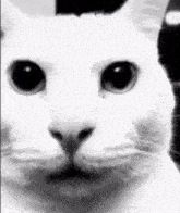 Cat Menacing GIF - Cat Menacing Cursed GIFs
