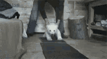 yawn polar bear running