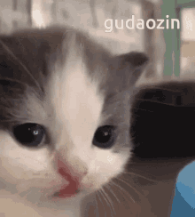 Gudaozin Cute Cat Couple GIF - Gudaozin Gudao Cute Cat Couple GIFs