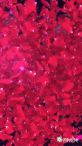 a man and a woman are surrounded by red rose petals with the name ninio merz