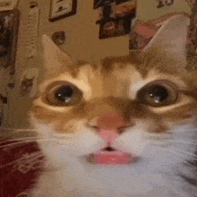 Byuntear React GIF - Byuntear React Cat GIFs