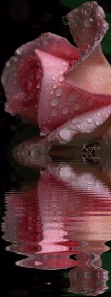 Flowers Reflection GIF - Flowers Reflection Rose GIFs