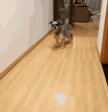 Saroko Puppy GIF - Saroko Puppy Dog GIFs