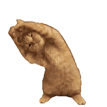 cat txuuuuu stretching