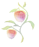 a drawing of two apples growing on a vine
