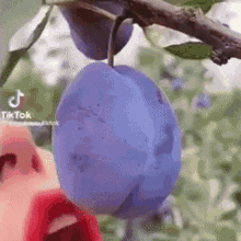 thanos plum wolf game plum wolf game thanos wolf game plums