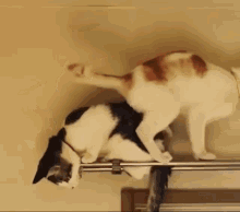 Cat Fail Cat Failing GIF - Cat Fail Cat Failing Cat Falls GIFs