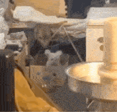 a dog is sitting in a box next to a bowl of food .