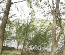 a river surrounded by trees and grass with a white sky in the background