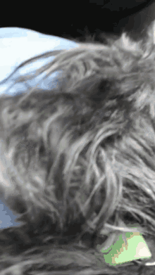 Hamish Basil Ham Scottish Terrier GIF - Hamish Basil Ham Scottish Terrier Good Boy GIFs