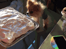 Puppy Cake GIF - Puppy Cake Lick GIFs