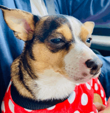 a brown and white dog wearing a red and white polka dot shirt