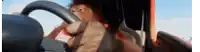 a monkey is sitting in the driver 's seat of a car holding the steering wheel .