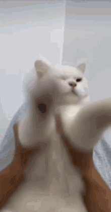 Cat White Cat GIF - Cat White Cat Cat Muppet GIFs