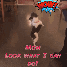 Frenchie Love You GIF - Frenchie Love You Mommy GIFs