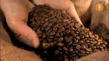 Beans Coffee GIF - Beans Coffee GIFs