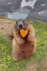 Beaver Carrot GIF - Beaver Carrot Heart GIFs