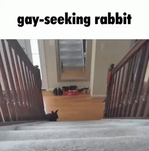 Gay Seeking Gif Gay Seeking Rabbit Descubra E Partilhe Gifs