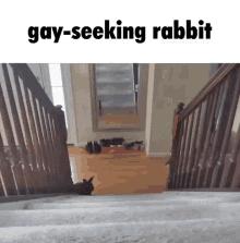 Gay Seeking GIF - Gay Seeking Rabbit GIFs