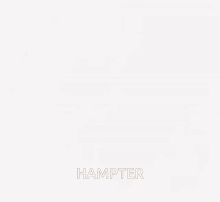 Hampter GIF - Hampter GIFs
