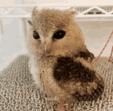 Get It Wink Owl GIF - Get It Wink Wink Owl GIFs
