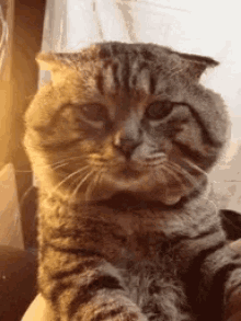Cats Funny GIF - Cats Funny GIFs