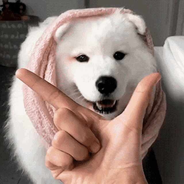 Cute Dog GIF - Cute Dog Puppy - Discover & Share GIFs