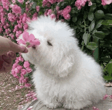 a small white dog sniffing a pink flower in front of a bush of pink flowers