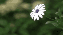 أحلى ورود زهور جميلة ورد العيد زهرة بيضاء GIF