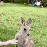 Triples Kotone GIF - Triples Kotone Kangaroo GIFs