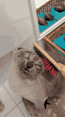 cat comb relax