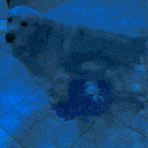 a blue dog is standing on a blue tile floor