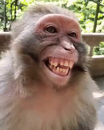 GIF rigolo d'un singe qui rit