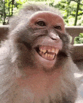 Monkey Laught GIF
