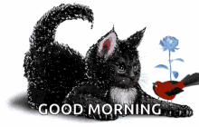 Good Morning Sparkles GIF - Good Morning Sparkles Kitty GIFs