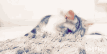 Cat Day Cats GIF - Cat Day Cats Hello GIFs