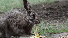 The Munchies GIF - Rabbits Bunnies Eating GIFs