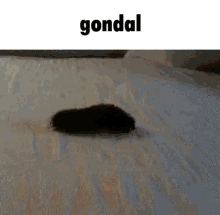 Gondal Caterpillar GIF - Gondal Caterpillar Bug GIFs